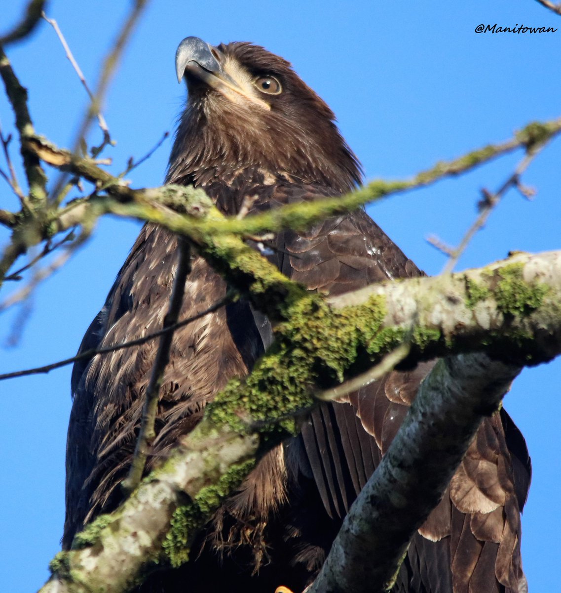 Manitowan's tweet image. #BellLetsTalk There wasn't a rock around I didn't want to hide under due to my mental illness.I ratherclimbthem now.