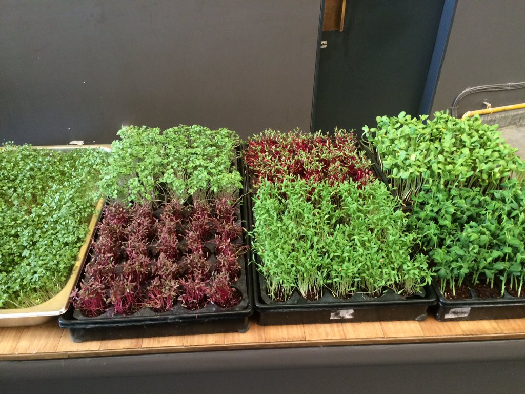 PaulKinny's tweet photo. Home grown micro greens #craftdbb https://t.co/D7DvwO9jdv