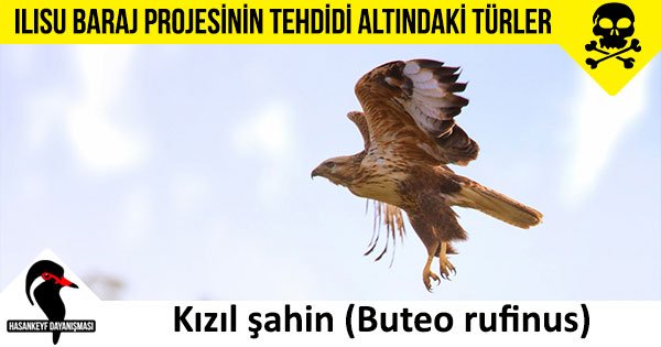 HisnKaifa's tweet image. Dicle vadisiyle var olan ekosistem şimdiye kadar yıkıma direndi; şimdi hep birlikte direnme vakti!..