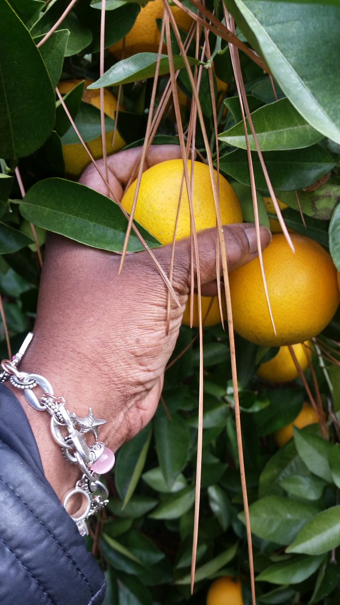 chandraRaechell's tweet image. Picking oranges straight from the tree in my Sisters yard...I love the South!