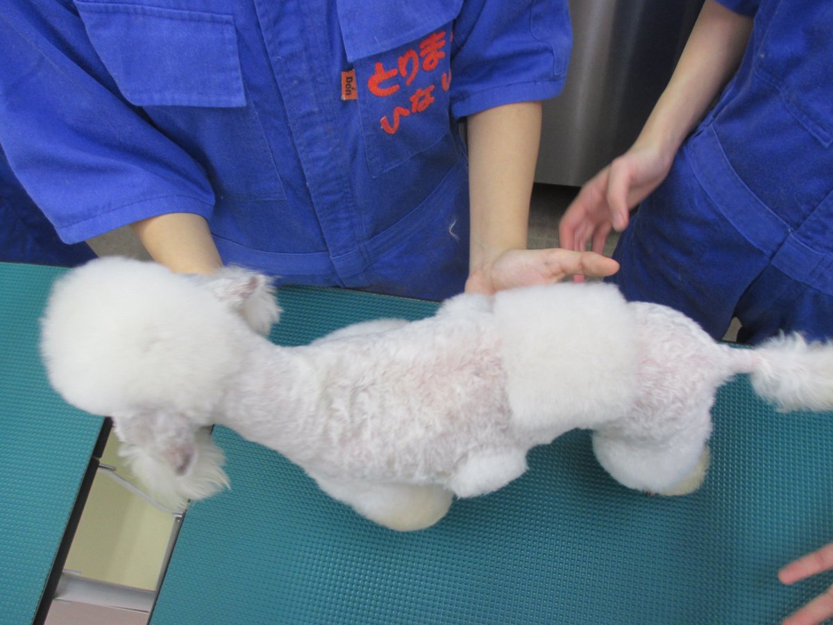 Nsbペットビジネス学科 A Twitter 卒業生トリマーが選ぶ第2位 テーマ 少し変わったベトリントンテリア 背中に四角つけてます Nsb 犬 トリミング実習 コンテスト カラーリング T Co Vunobs5kna