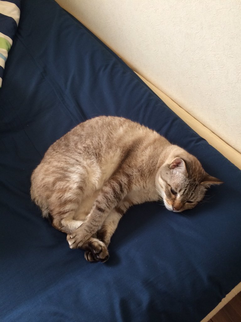 auui_tsya's tweet photo. 実感ないけど最高の癒しをもらったね！13年間お疲れ様！うちに来てくれてありがとうという気持ちです！ありがとう！ミューちゃん https://t.co/SUJuUAhzez