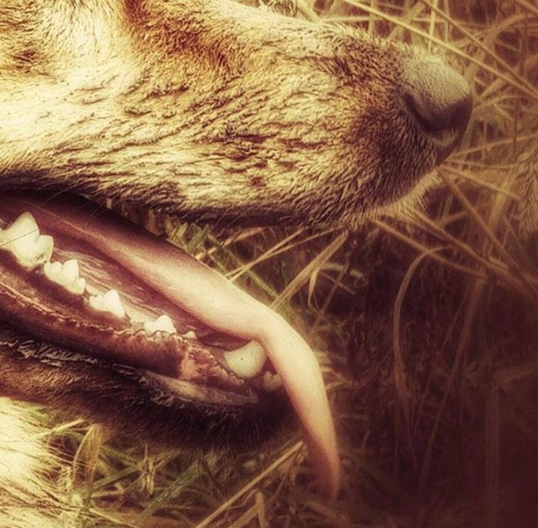 lazydogs4's tweet photo. More Retweets More Long Tongue..... 
#animals #dogs #doglovers https://t.co/f8OSnuD5hu