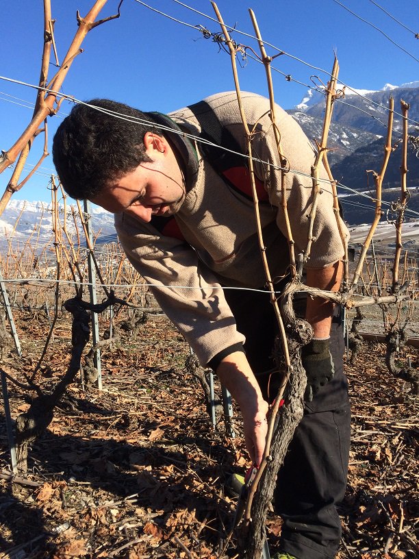 HistoiredEnfer's tweet photo. Le #Valais, climat idéal pour produire des #GrandsVins, et tailler sous un grand soleil en plein mois de Janvier ! https://t.co/mR2eQZUIJD