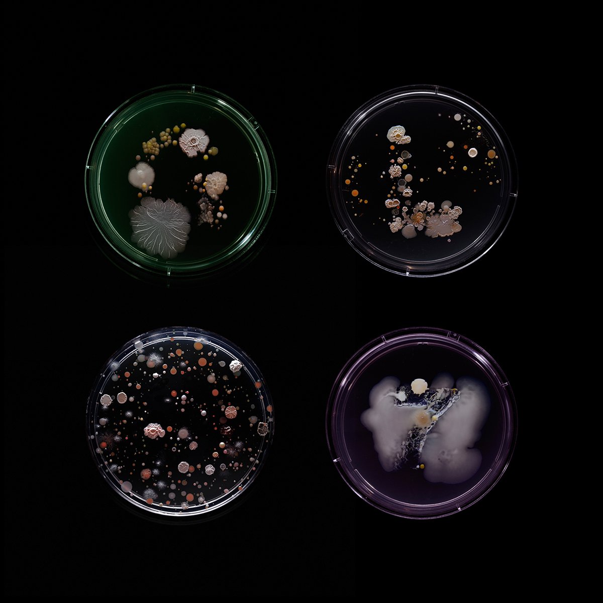 movingbrands's tweet photo. Germs can be beautiful. Check out these amazing 'New York City subway' petri dishes at https://t.co/Y8rXUCs7oT https://t.co/GqWxPGGKql