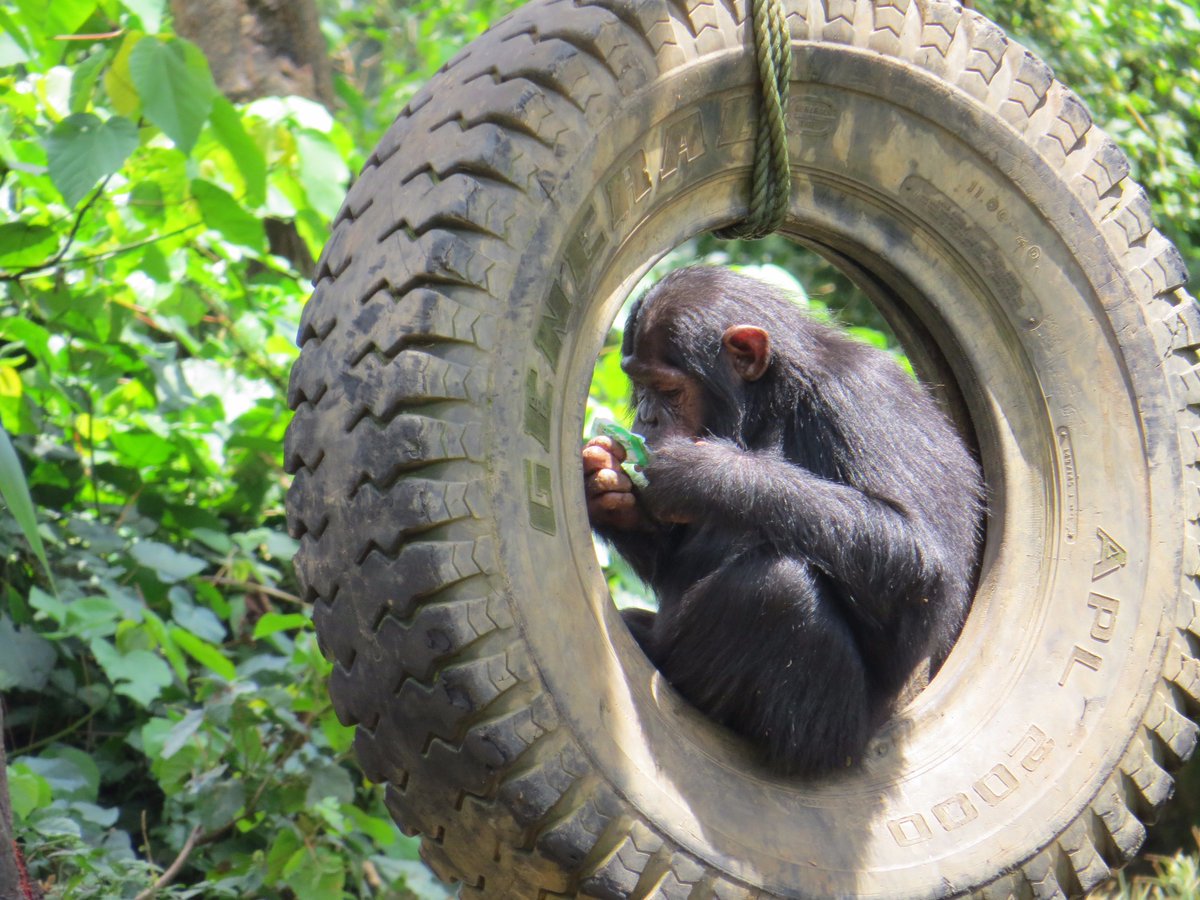 #Babychimp at UWEC <a href="/emmygongo/">Emmy Gongo</a> <a href="/safaribookings/">SafariBookings</a> <a href="/BradtGuides/">Bradt Guides</a> <a href="/bnamutebi/">The Brands Lady</a> <a href="/PearlUganda/">PearlofAfricaTours</a> @KnowUganda <a href="/DiscoverUG/">#VisitUganda #TemebeaNyumbani</a> #VisitUg