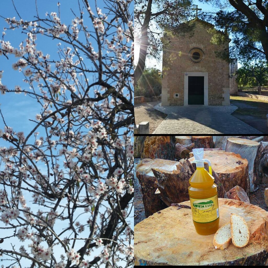 NATUREVENTSELVA's tweet photo. Enjoying 27th January (20°C) at surroundings. #almondblossom #landscapephotography #SlowFood #Slowlife https://t.co/tNI6uKuZZM