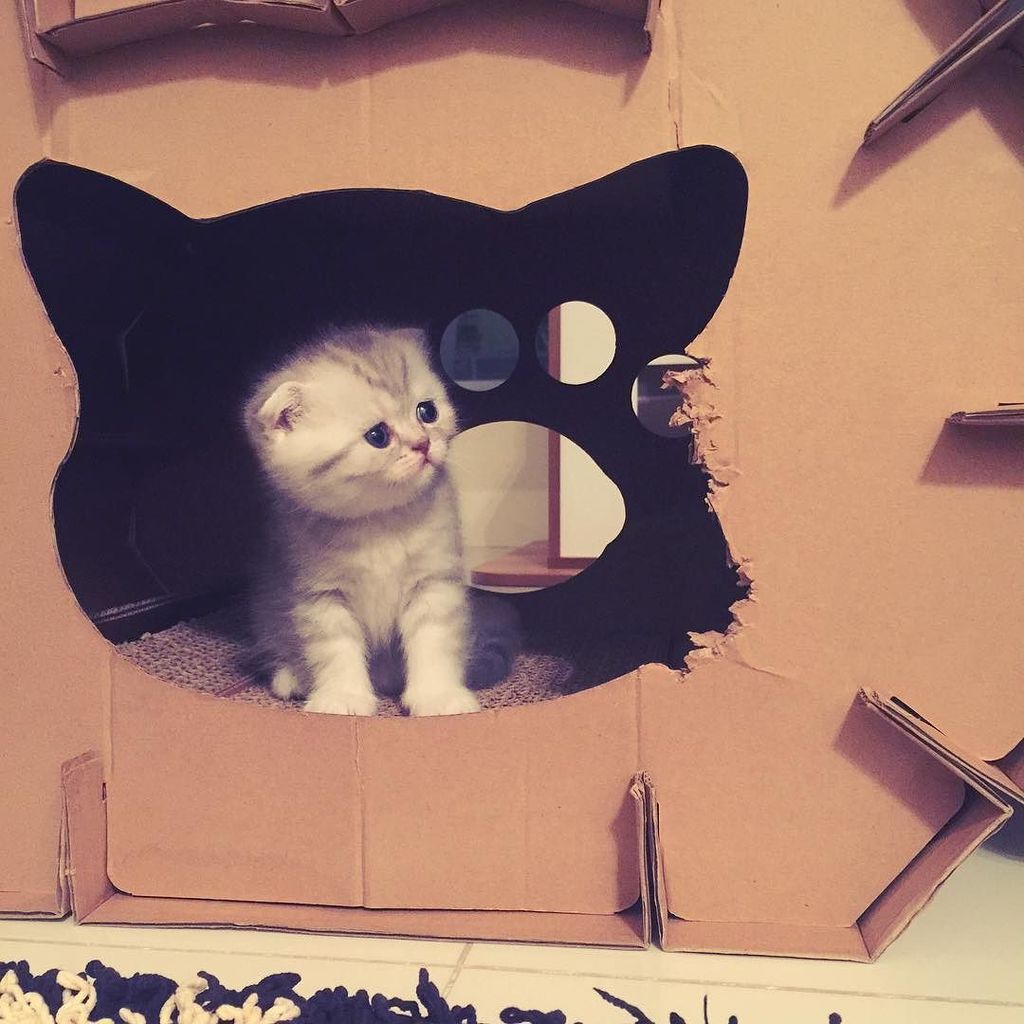 Chatchatcatcat's tweet photo. timid girl~ Rapunzel😻 #adorablecat #bestmeow #best_cats #bestcats_oftheworld #catstagram #cat_features #catfollower… https://t.co/0no9mgVgxK
