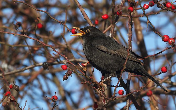 daviddomoney's tweet photo. Join the RSPB's #BigGardenBirdwatch this weekend! It's the world's largest wildlife survey https://t.co/jqUY4qqns2 https://t.co/xUAWHgaN0r
