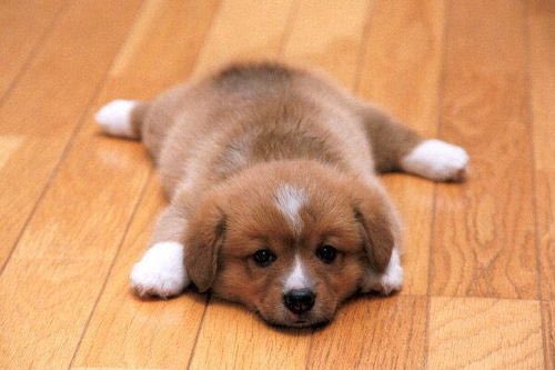 HarleyPets's tweet photo. Who else feels like this today?

#tired #dog #puppy #cutepuppy #work #englishweather #weather #rain #cutedog https://t.co/BkKBXXzyeG