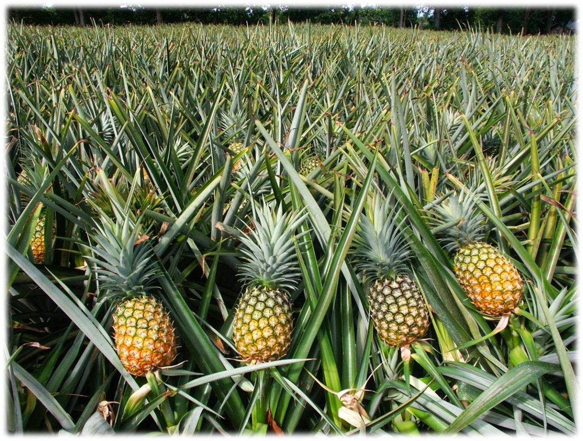 Ananas aslında meyve değildir ve tarlada bu şekilde büyür.