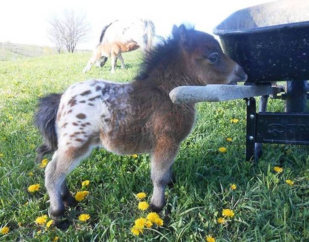 MySaddleTrader.com | Even a little help is better than no help at all.
#SaddlesForSale #Horses #MySaddleTrader