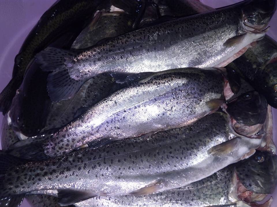 SalvemosMonarca's tweet photo. La #ProducciondeTruchaArcoiris genera más de 40 empleos directos y una producción de 100 ton.en #SantuarioelRosario https://t.co/d71ASyAR6w