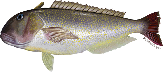 CTShellfish's tweet image. We're loving the abundant Golden Tilefish coming up from the mid-Atlantic. @ScribnersDining @LCShellfish