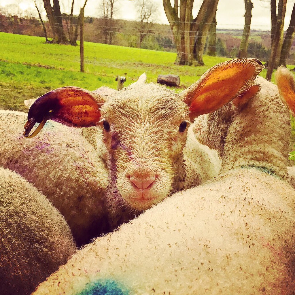 Lonelyshepherd6's tweet photo. With those ears we must call him Dumbo? #orphanlambs #gardenorphange #name #ears #dumbo #lamb #farmtherapy #lambing https://t.co/Yo5bSkd63d