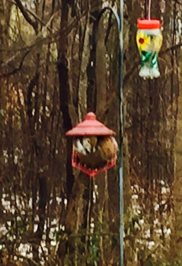 TanyaRiveraOn2's tweet photo. Dude stuffed himself IN the bird feeder. #stuffedsquirrel #eatingisanevent https://t.co/6YJAInhm3g