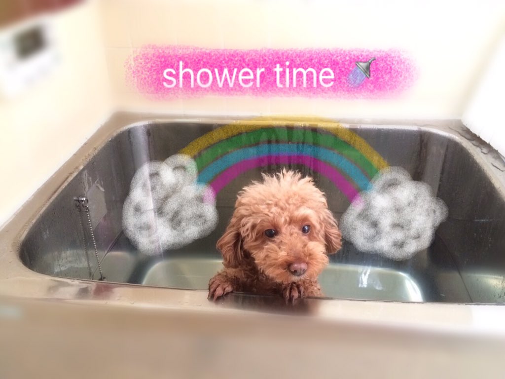 merussister's tweet photo. メルちゃんは
お風呂に入ったよ🚿🛀

洗ってもらったあと、ふわふわにブラッシングしてもらって良かったね～✨ https://t.co/DFESBwBq3a