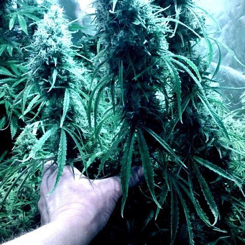 ganjagirlsllc's tweet photo. Headed that way slowly ✌✌💃💃😆😆 #fullon #growswitch #fullonfoliar...
Headed that way slowly … https://t.co/MKWk4jl3k0 https://t.co/eM1OJlEJ9j