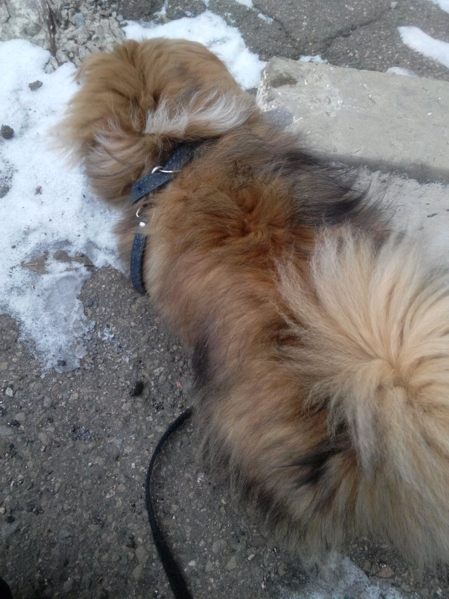 ViPodolyanko030's tweet photo. Вышла погулять со своим чудом,пыталась сфоткать.... вот,что из этого получилось, мдаааа. https://t.co/ManO5pcGcr