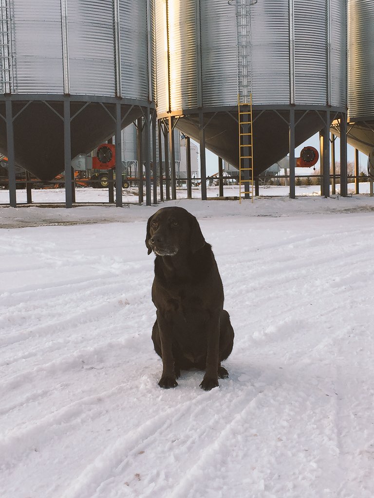 MikeEctor's tweet photo. Here is a pic of Bella the #dog #RT because #BellLetsTalk. https://t.co/3MSdyyaJgX
