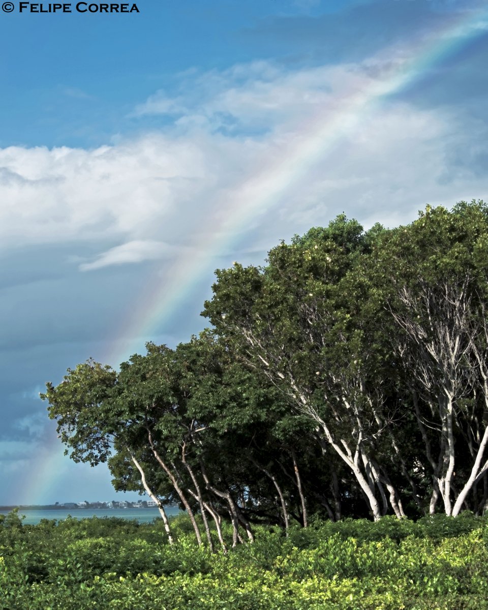 ToursToYou's tweet image. a1)  the @KeyLargoHilton has one of the best tropical hammock I've seen. A walk here is sublime :)  #flkeys