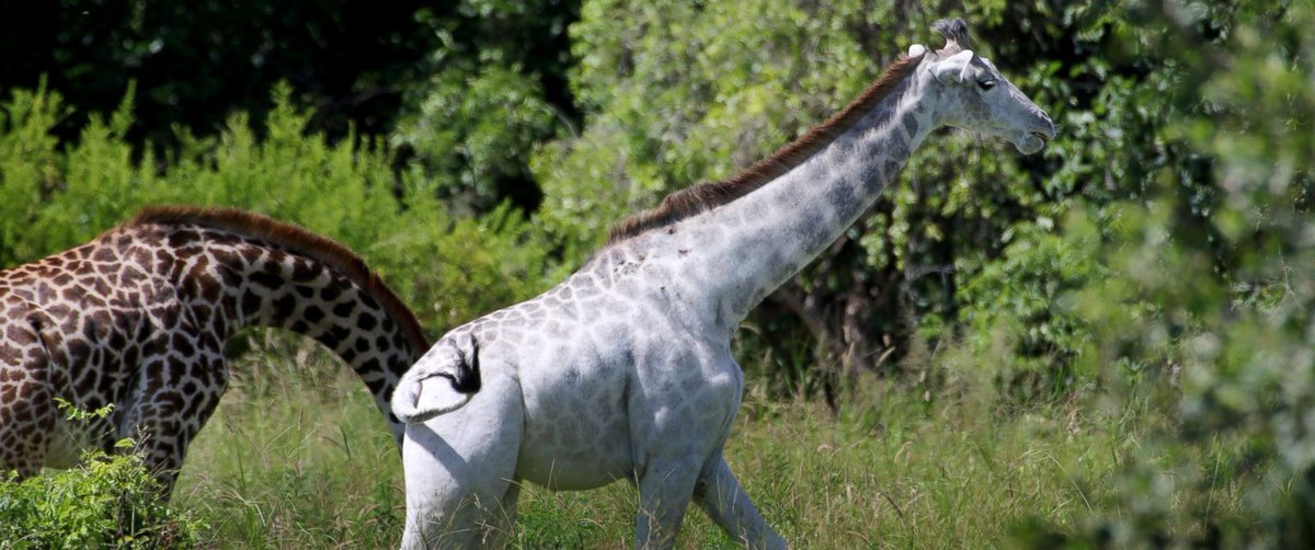 WildDestination tweet picture
