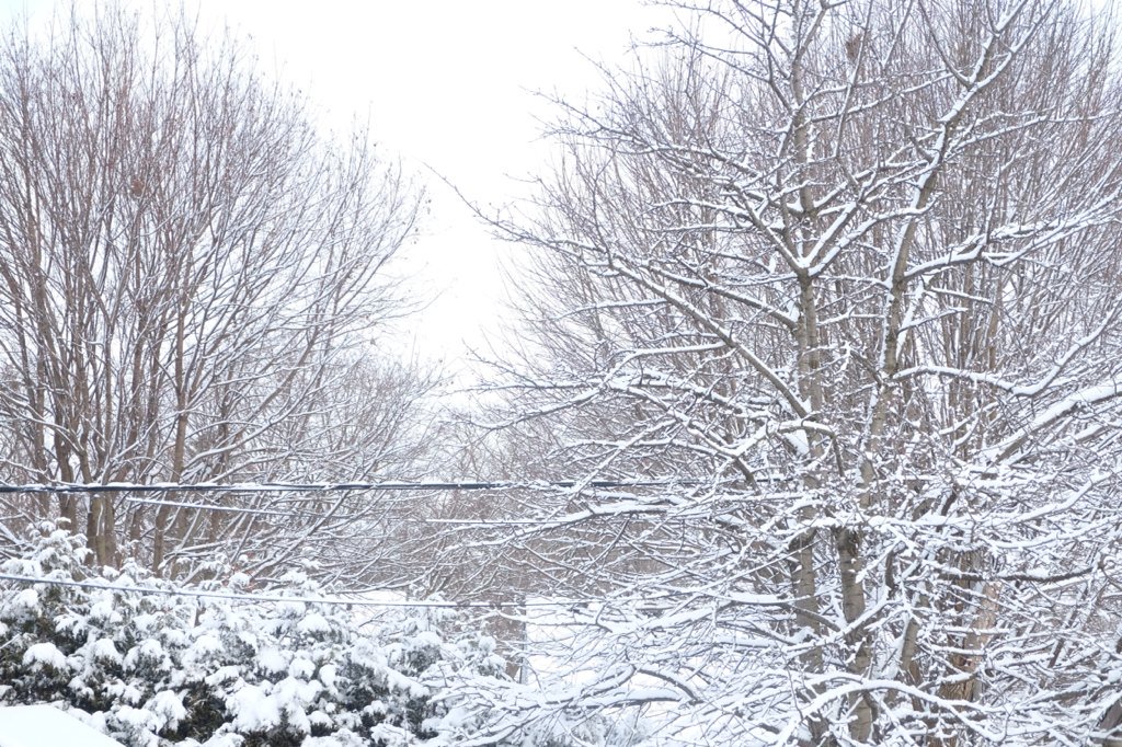 OldSouthHeart's tweet photo. Neighbourhood Narnia ❄️
#wortleyvillage #ldnont https://t.co/SDbXz3sVzf