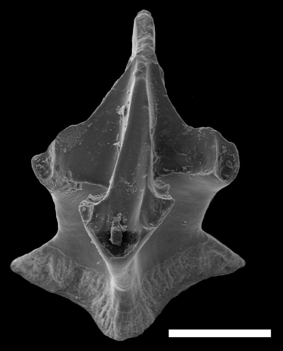 AnatomyToYou's tweet photo. ‘Skin teeth’ stories: using shark denticles to look to their past https://t.co/qgZa9QUnpI https://t.co/ej1OfJAvYD