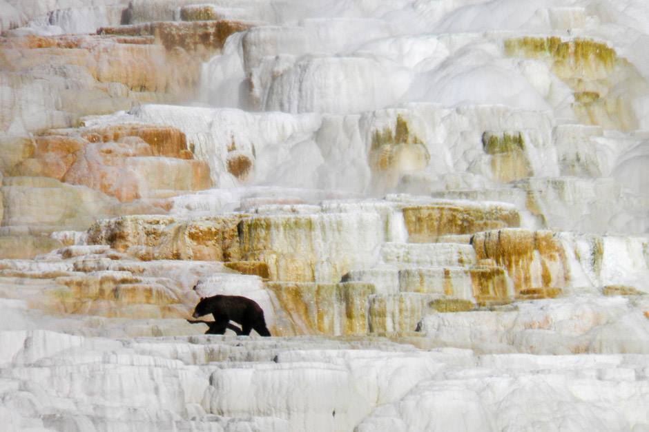ynpforever's tweet photo. YPF supports the new #Yellowstone black #bear study that begins this year. https://t.co/XY4QVmJaa9 ©Connie Moisson https://t.co/YD0313EQnM