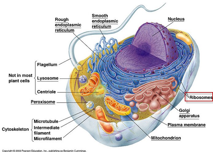 RibosomePacking's tweet photo. This is where we are located! Us ribosomes are covering @RooouuuggghhhER  #organellebattleroyale https://t.co/RBHQaH70px