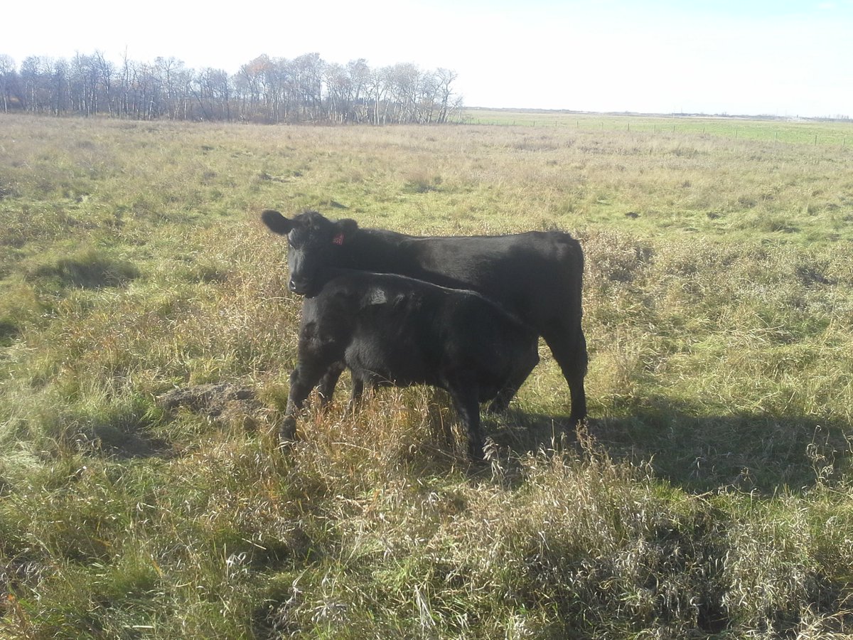 DrBart_Beef's tweet photo. Off to Benchland meetings in MB - visit with Manitoba beef-forage producers #heiferdevelopment #wintergrazing https://t.co/H9iC09sL7P