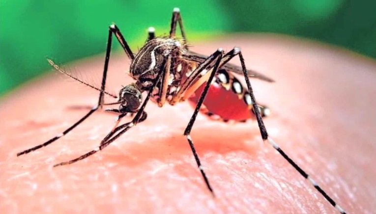 drsanjaygupta's tweet photo. The Aedes aegypti -- which transmits the #Zika virus -- is a daytime biter. The #malaria #mosquito bites at night. https://t.co/cmcJyn2q67