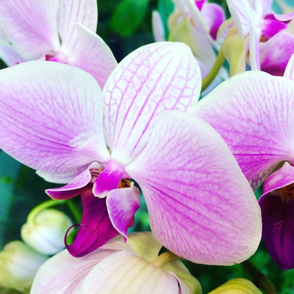 farehamflowers's tweet photo. #orchids #phalaenopsis #flowers #nature #beautiful https://t.co/ETQcoW8cxV
