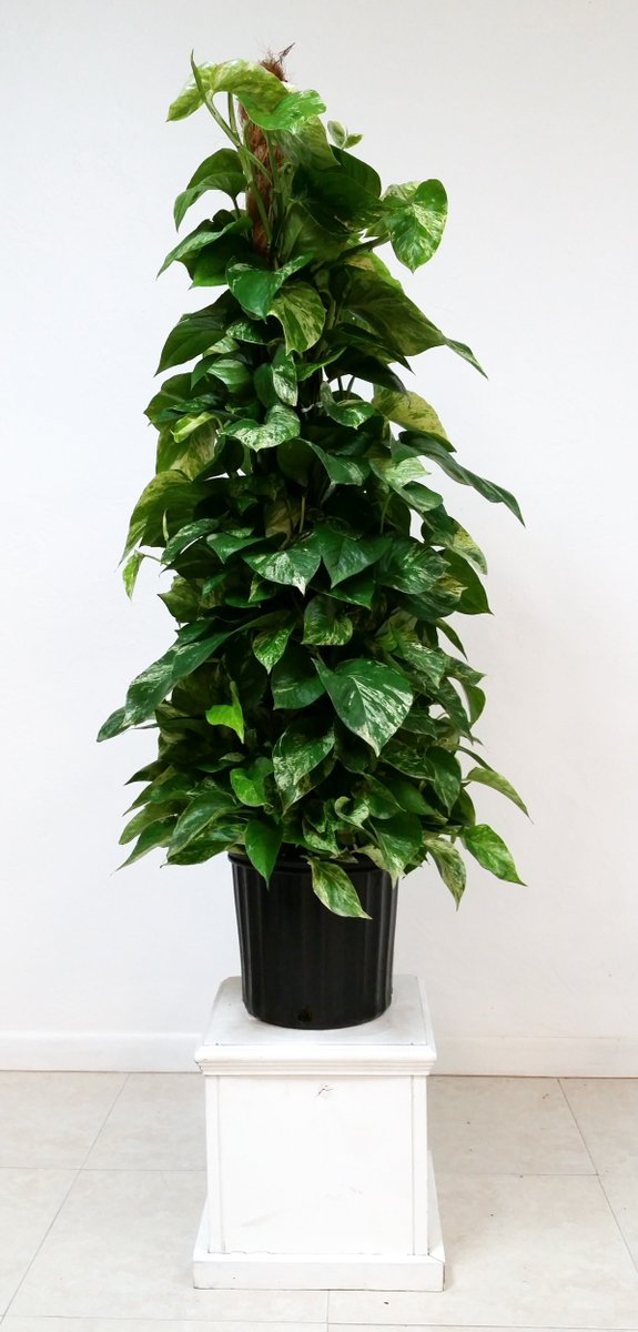 GLNURSERY's tweet photo. https://t.co/6hmtQHfXRy