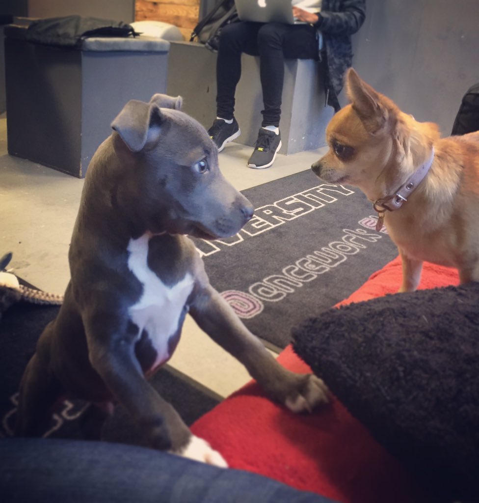 Diversity_Tweet's tweet photo. Opie and KP face off!!! We've literally got enough dogs to make a Dogversity 😂 #DVdoglife https://t.co/wZeOLIcCKy