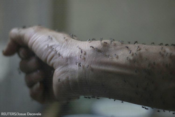 sciam's tweet photo. President Obama calls for rapid #ZikaVirus research as the mosquito-borne disease spreads https://t.co/DKBu6IYMb3 https://t.co/0EKZQEYUoK