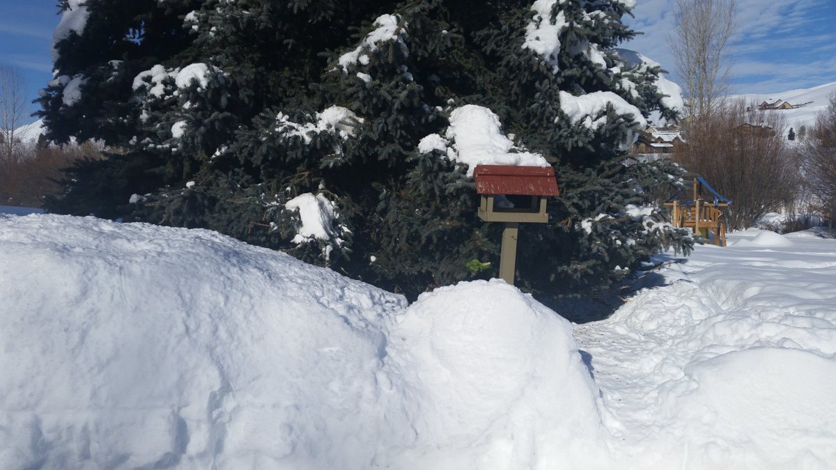 SwallowtailG's tweet photo. Before and after...thank you, Gary in Idaho, for the amazing shots!  https://t.co/p4tXdSgGW8 #winter  #petunia #snow https://t.co/psdOXdbOaK