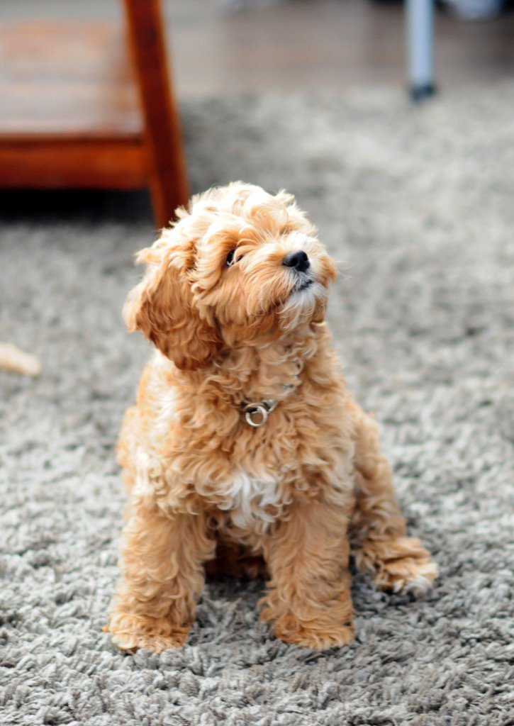 Welcome Dog #2 home. Introducing Crumble (Cocos half sister). She's a beauty. #australiangoldendoodle