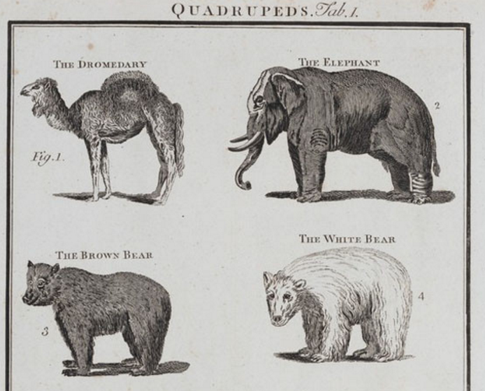 emmajshipley's tweet image. Which #ExoticCreature did George IV gift his mistresses? #BrightonMuseum emmajshipley.com/blogs/handpick…