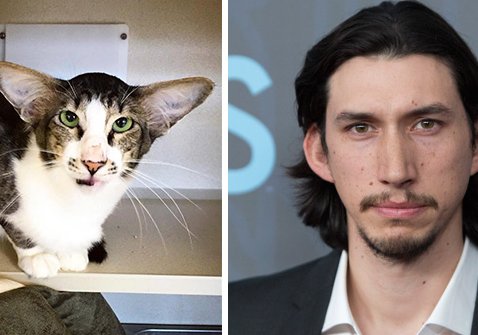 guiaviral's tweet photo. Este gato que se parece a Adam Driver de La guerra de las Galaxias ha sido fina... https://t.co/hYgYSwJndw https://t.co/bMlFVBEF14