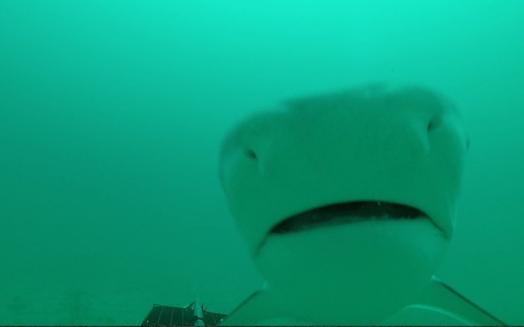 globalfinprint's tweet photo. Our BRUVs have spotted several tiger sharks in Tobago, Bahamas, Australia and the Turks and Caicos this month! https://t.co/kB2BYkJx16