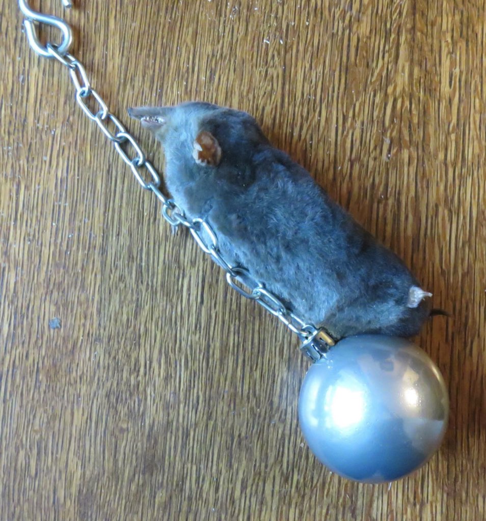CrapTaxidermy's tweet photo. "I came in like a wrecking Mole!" https://t.co/3f49seuqp9