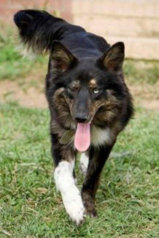 BronsonBeds's tweet photo. New member of the #bronsonbeds family! This is Luna who was just #adopted by Lindsay and Ryan! #wellloved #rescue https://t.co/E9JT9xy17L