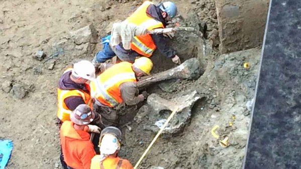 espn's tweet photo. ICYMI: Mammoth bones from the Ice Age were unearthed at Oregon State's football stadium. https://t.co/KpGhgLNSvU https://t.co/YXO5h3x3Ye