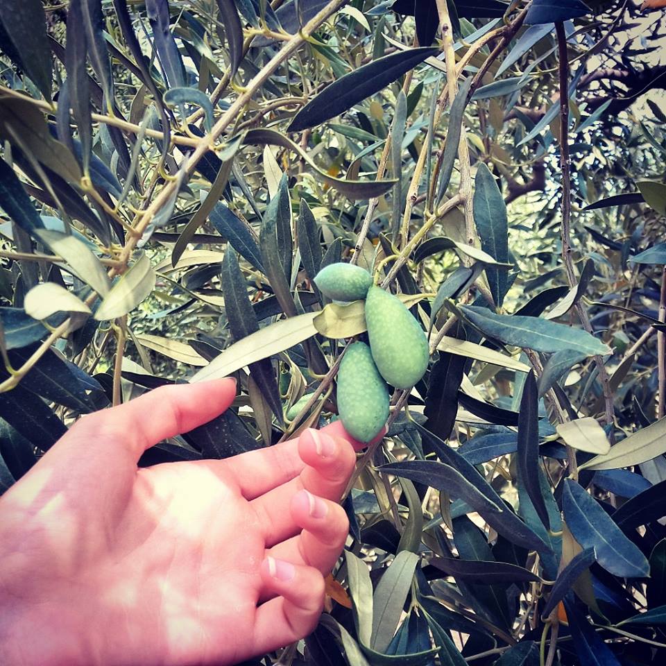 WeAreExport's tweet photo. Tenuta Ruocco,10ha di ulivi secolari che producono Olive Bella di Cerignola e #olioextravergine @maurodidonna #food https://t.co/JgQR8GTvxc
