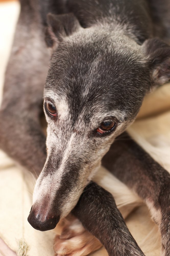 ThePetExaminer's tweet photo. 5 Reasons to adopt a senior dog. #pet #dog #furbaby
https://t.co/G8YnoLEOOI https://t.co/u3kihQI0YJ