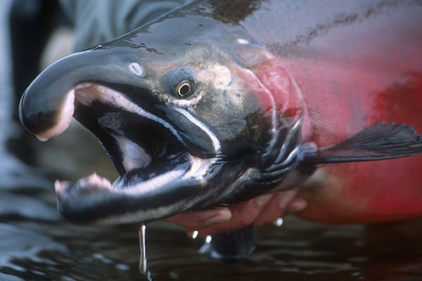 DesLandTrust on X: What do you call the hooked jaw of a spawning salmon?  Find out:  PC: @wildsalmoncntr   / X