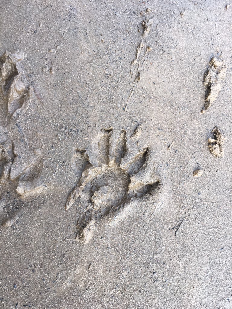 Chintimini Wildlife tweet media