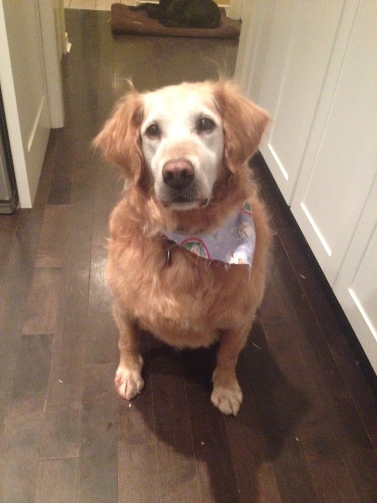 AndrewBronson26's tweet photo. Friends, remember there are always people to talk to even if those people are dogs #BellLetsTalk https://t.co/KUcTej8b81