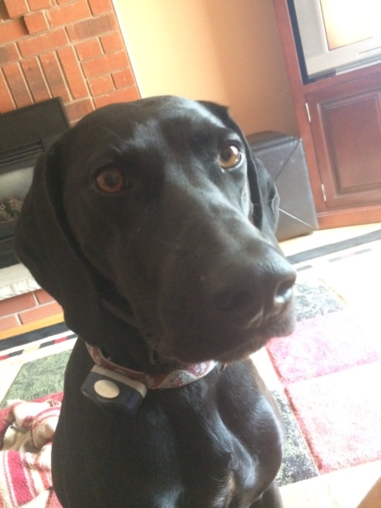 AndrewBronson26's tweet photo. Friends, remember there are always people to talk to even if those people are dogs #BellLetsTalk https://t.co/KUcTej8b81